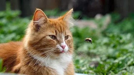 Що робити, якщо собаку чи кота вкусила бджола?