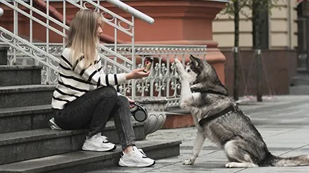 Захворювання жовчних шляхів у собак